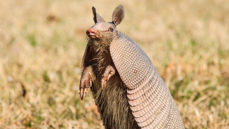 The two words at COP26 that didn’t cause convulsions; plus, Bill Gates goes nuclear