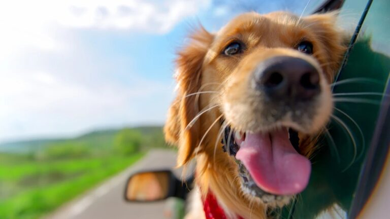 Why your dog may be happier in an EV, plus EU’s new green deal is coming