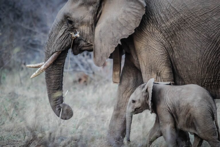 Climate Change Killing Elephants