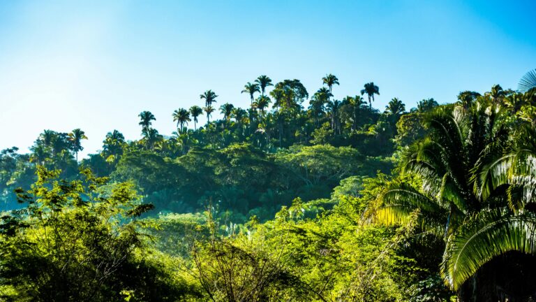 These Enslaved women hid rice in their hair. Now it could Aid a climate-threatened world.