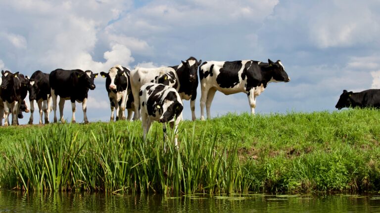 Drought Could Ruin One More Industry–In Mississippi
