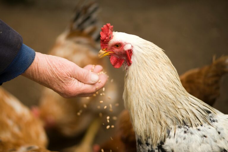 Lab-Grown Meat Struggles