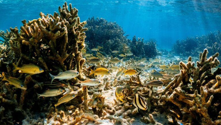 When did the Earth start heating up? The answer may lie with a bunch of Caribbean sponges.