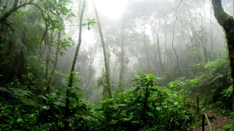 The Amazon Rainforest May be Beyond Saving Within the Next 20 Years