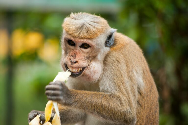 Monkeys Killed By Extreme Heat –Most Important Climate News  5/23/24