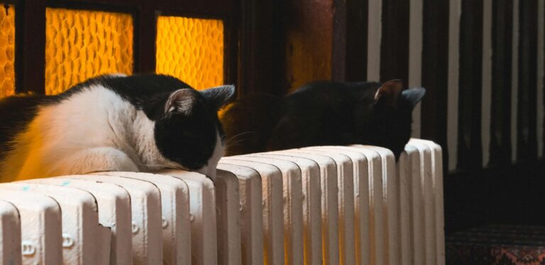 Wasting the expensive heat in your Apartment? Your green pal Kelvin may have the solution.