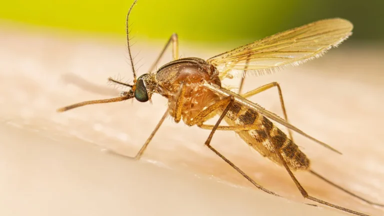 Deadly Mosquitoes on the Rise: How Climate Change Expands the Risk in the U.S