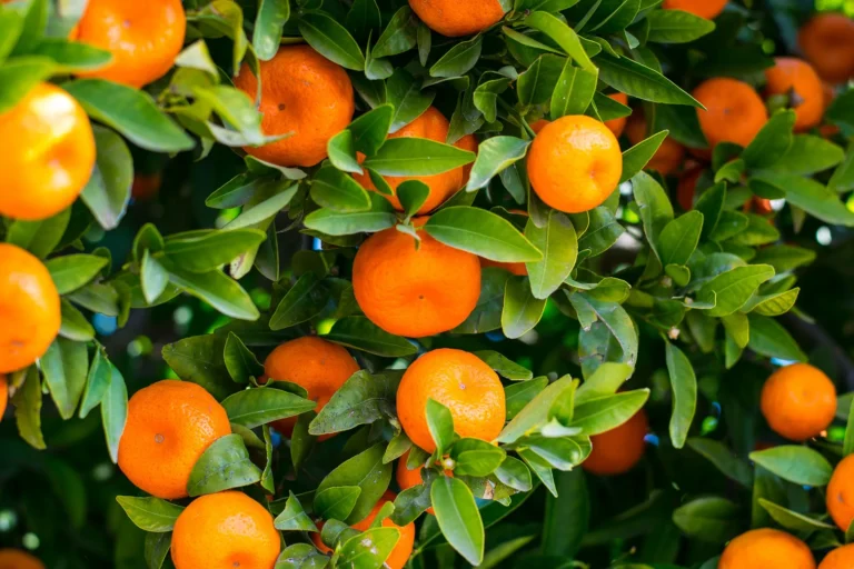 Orange Juice Prices Set to Leap as Milton Threatens to Mangle Florida’s Citrus Crop