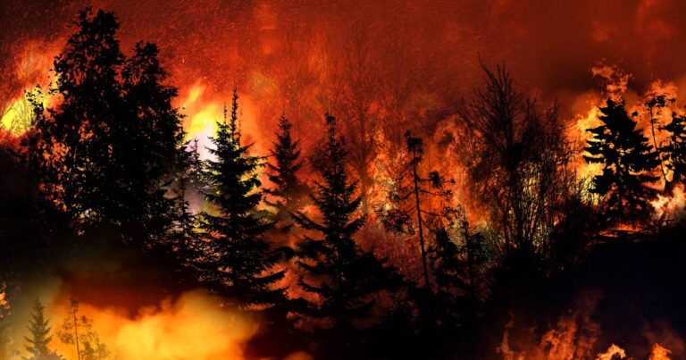 Global Forest Loss Rise, Global Damage