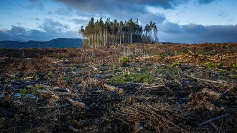 Deforestation Reaches Dangerous Levels, Threatening Climate Stability