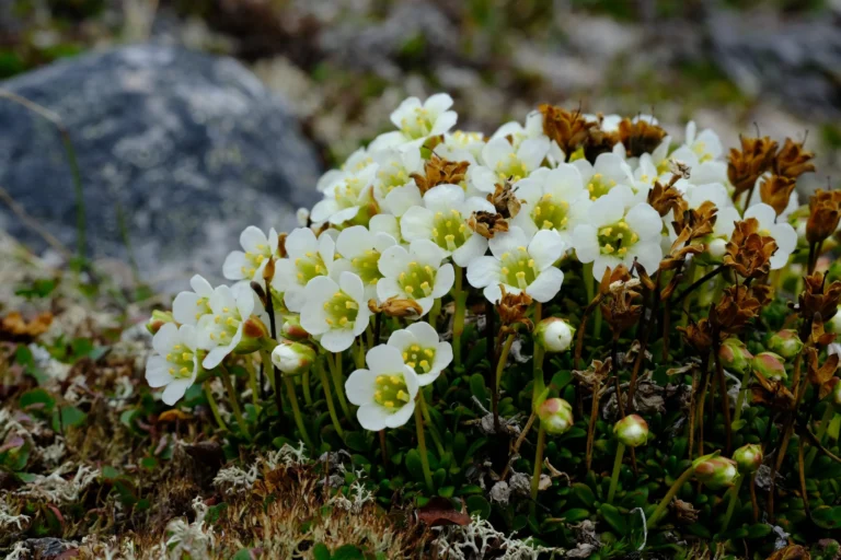 Arctic Plants Confirm Climate Crisis, According to New Study
