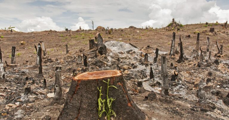Deforestation Linked to Half a Million Deaths