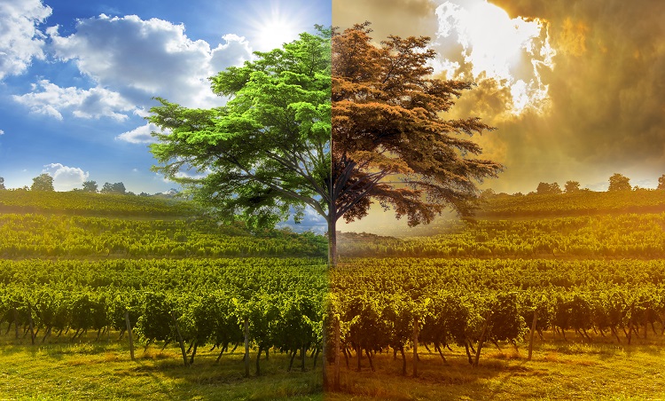 Climate Change Forces Wineries To Cheapen Wine