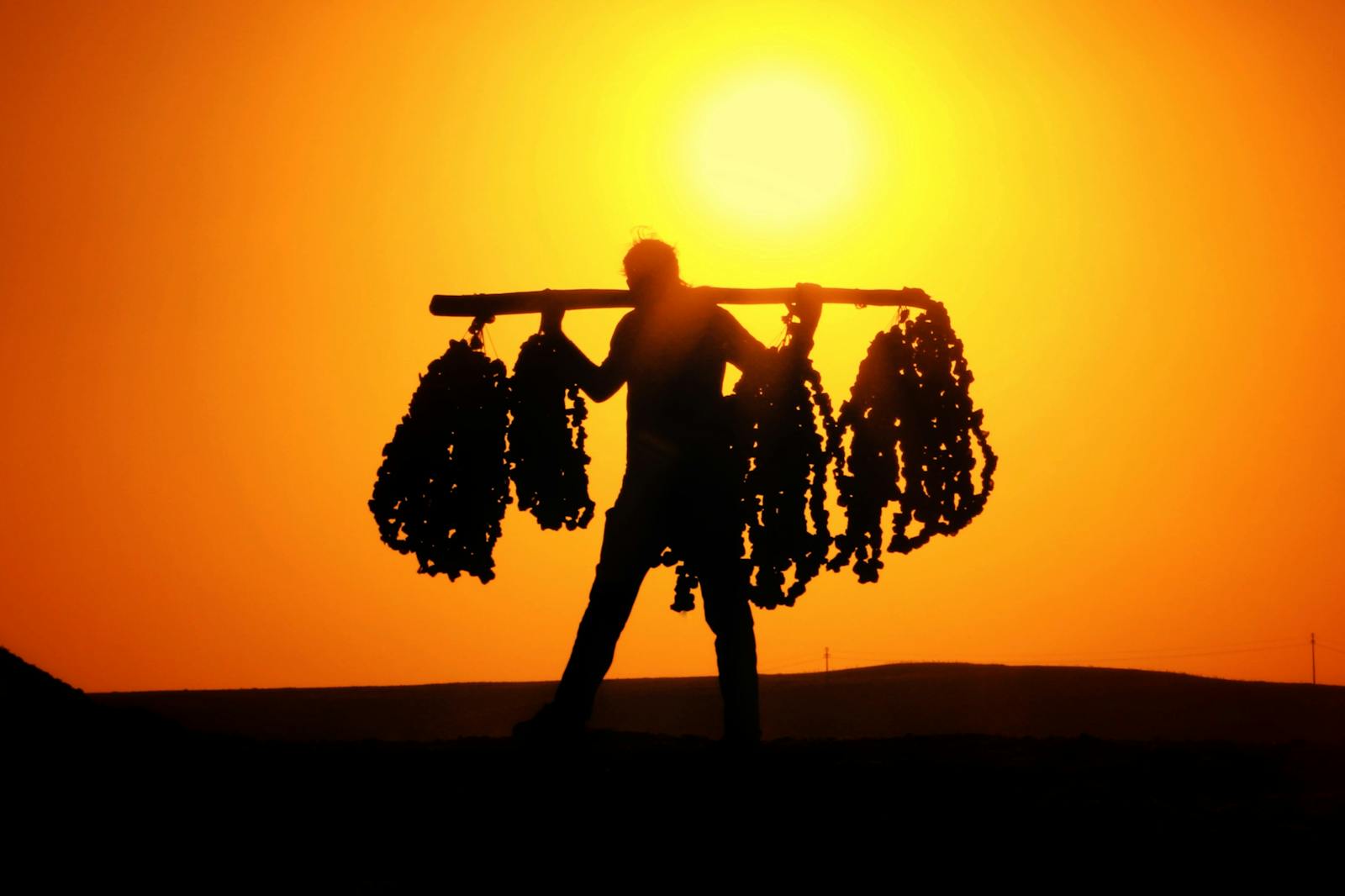 A farmer silhouetted against a vibrant sunset carries grapes on a stick.