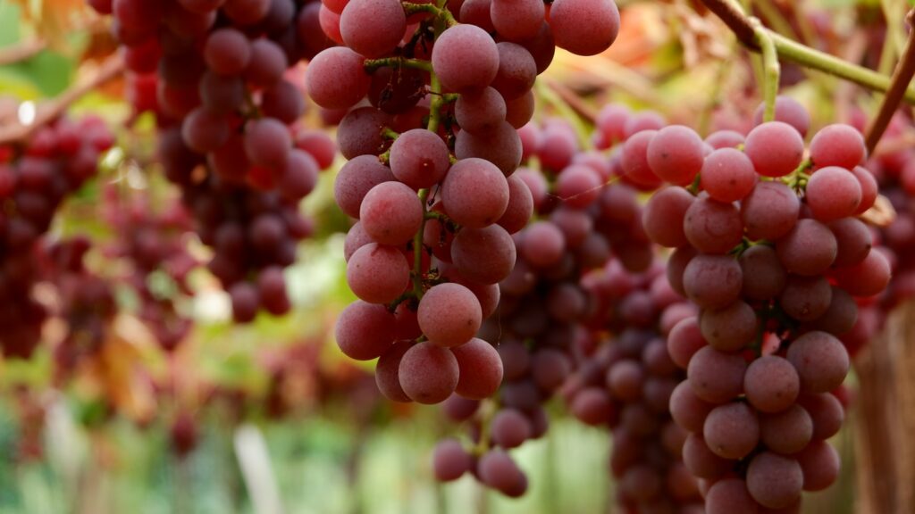 A bunch of grapes hanging from a vine