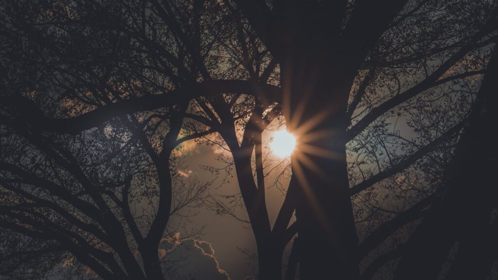 Silhouette of trees with sunburst through branches during sunset in Chicago.