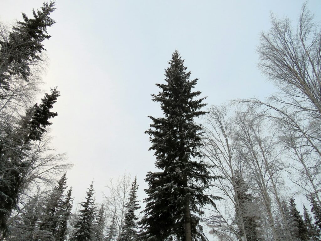 a group of trees covered in snow on a snowy day
