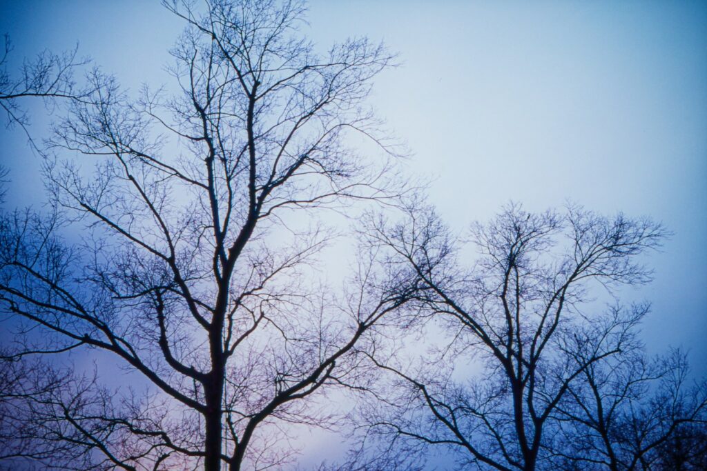 leafless tree under blue sky